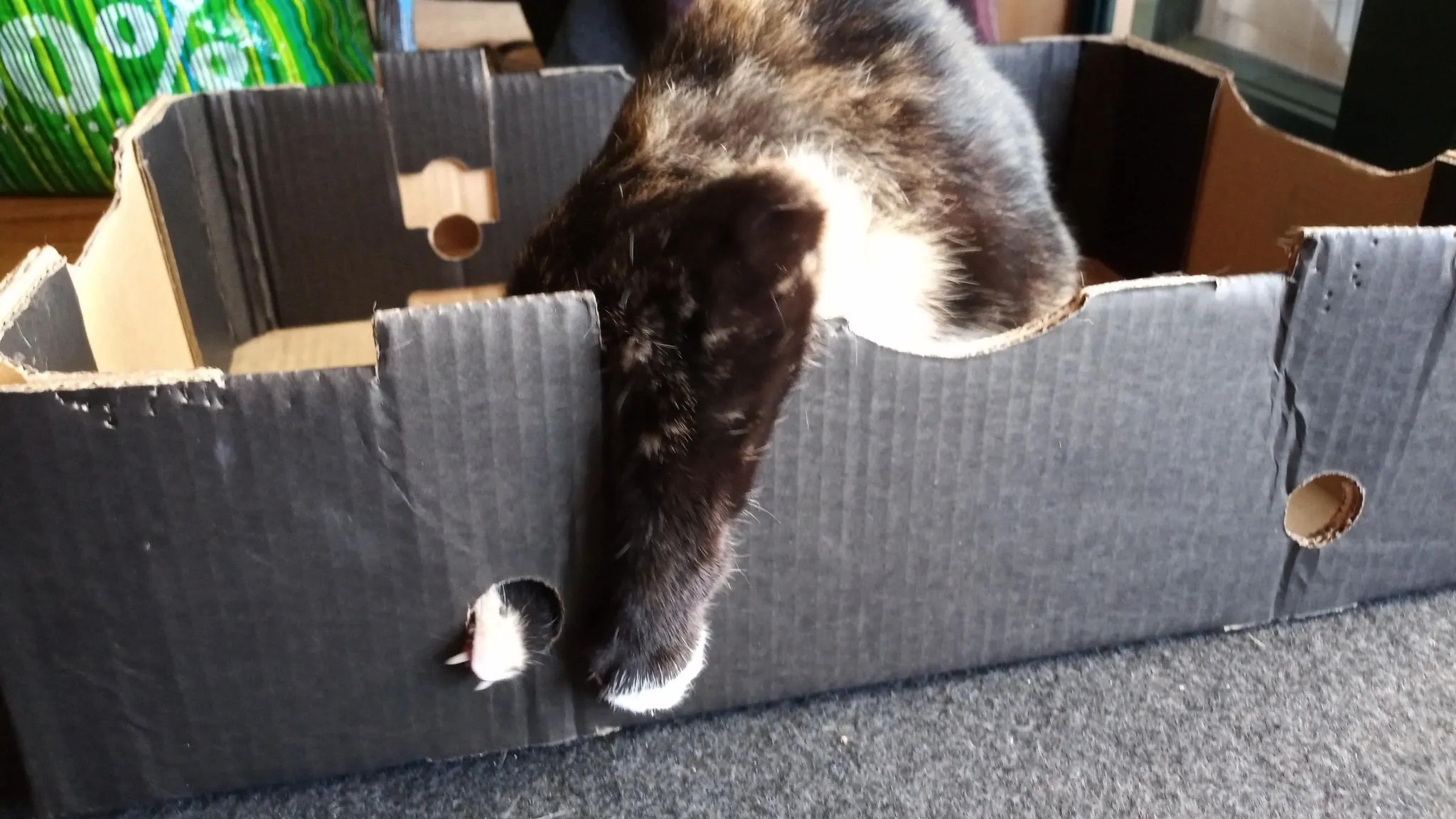 Why do cats love boxes?